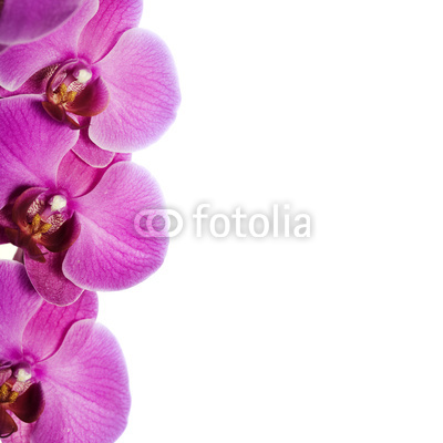 orchids