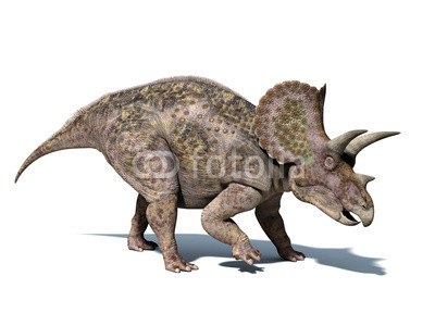 Triceratops dinosaur, isolated on white background, with clippin