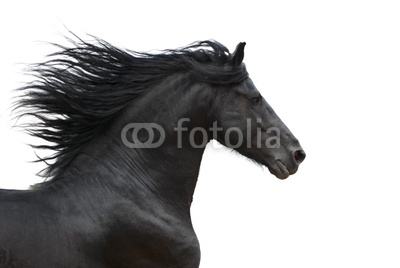 Portrait of galloping frisian horse on white background