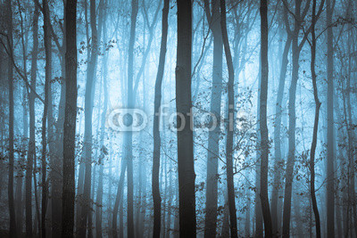 Dark blue spooky forrest with trees in fog