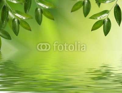 sunny background with green leaves