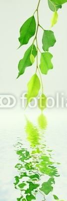 reflets de jeunes feuilles de ficus benjamina