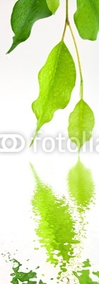 jeunes feuilles de ficus benjamina