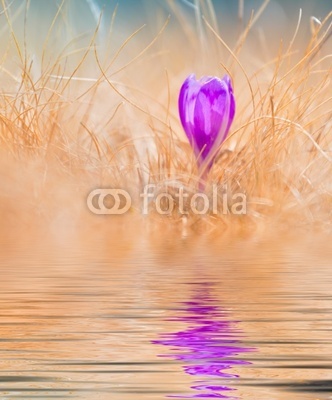 Closeup of crocus with soft focus reflected in the water