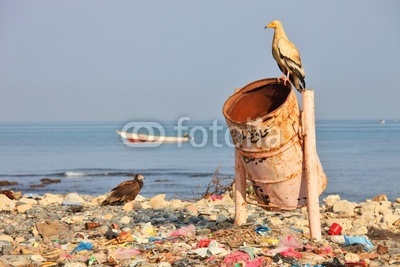 Egyptian vulture on rubbish-bin