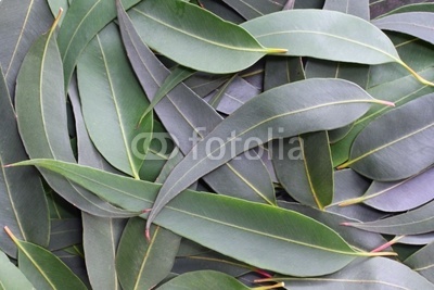 Gum leaves form a full-frame natural background.  