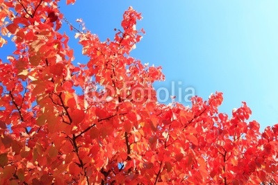 Herbstlaub in leuchtendem Rot, rote Blätter am Baum