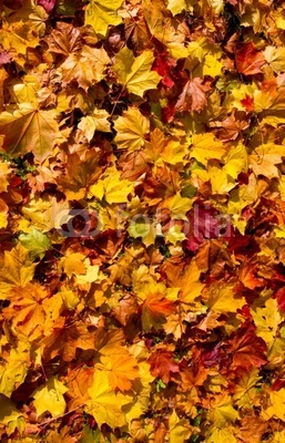 Autmn leaves
