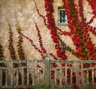 Beautiful red leaves on house wall