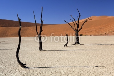 Alberi pietrificati nel deserto