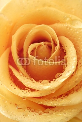 inside of the rose