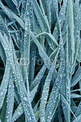 hoar frost