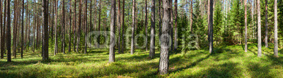 Summer forest panorama