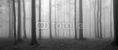 Forest of Beech Trees in Autumn, Fog and Rain, Black and White