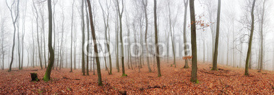 Panorama of Autumn forest with trees at mist