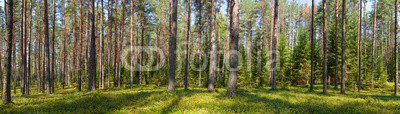 Summer conifer forest panorama
