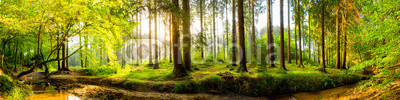 Idyllischer Wald mit Bach bei Sonnenaufgang